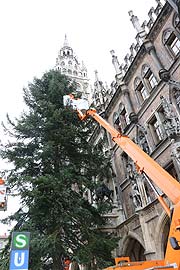 Christbaum 2017 für den Münchner Christkindlmarkt auf dem Marienplatz kommt aus der Burghausen - die serbische Fichte aus dem Salzachtal traf am 08.11.2017 ein (©Foto. Martin Schmitz)